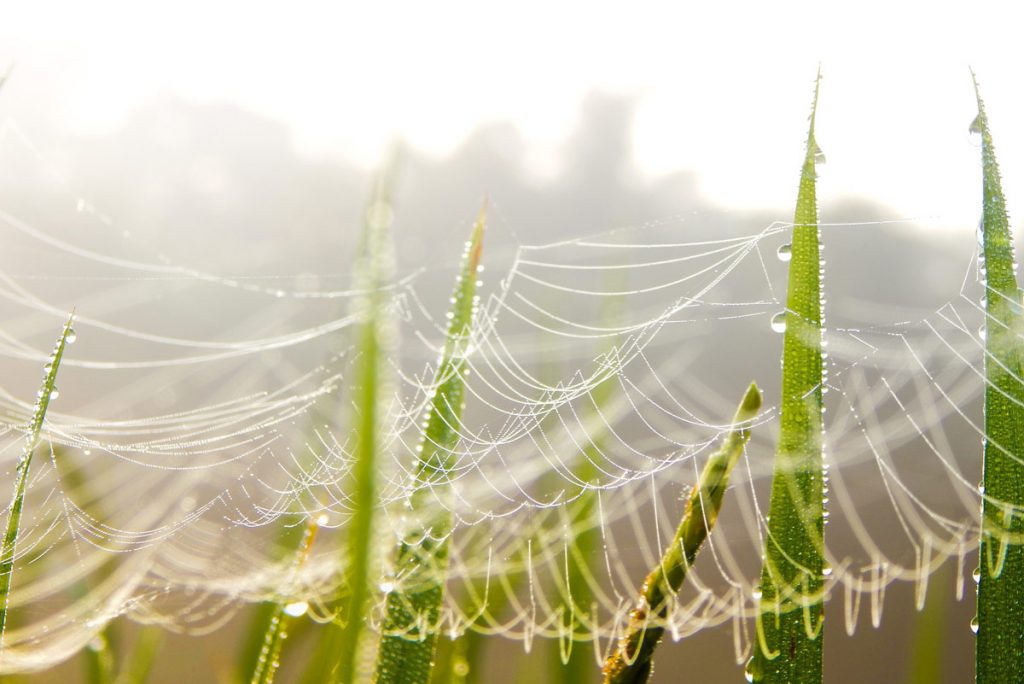 Hämähäkinseitti, joka kuvaa verkostoitumista, lehtien aamukasteessa. Tästä Ammattipolku -sivun Työelämä-osioon.